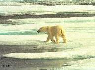 Urso Polar