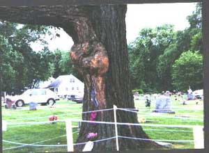 Foto de uma árvore com o caule deformado